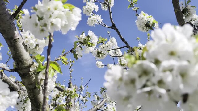 rami di ciliegio in fiore bianchi illuminati dal sole primaverile, con cielo azzurro intenso sullo sfondo. Atmosfera naturale, luminosa e rilassante