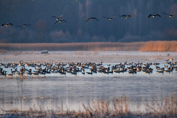 Gęsi na wodzie w oszroniony poranek © taddor