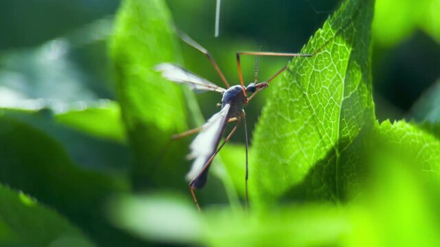 Dragonfly on green leaf in sunlight UK garden MACRO PRORES