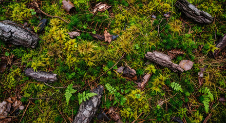 Obraz premium Forest moss background with tree bark and green foliage for natural texture design