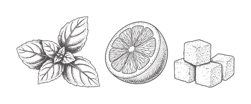 Hand drawn mint leaves lemon slice and sugar cubes