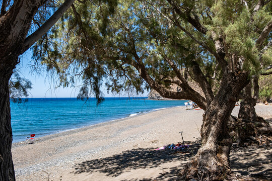 Tamarisk tree on Agia Markella sandy beach in Chios island, Greece. Turquoise Aegean water, blue summer sky.
