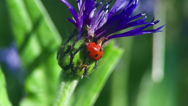 Red ladybird on purple cornflower UK garden MACRO PRORES