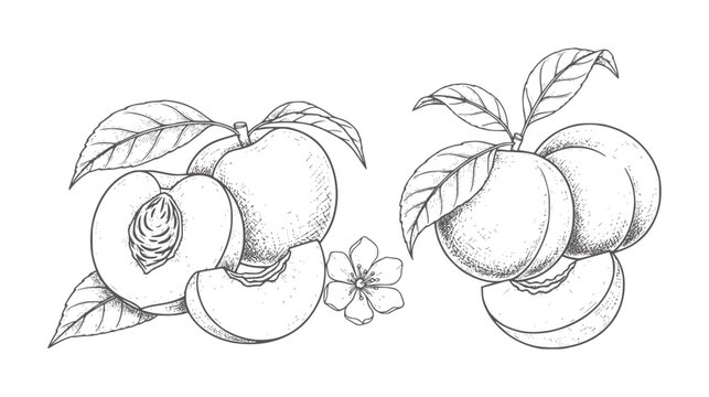 Vintage of ripe peaches with leaves and a flower fruit botanical leaf