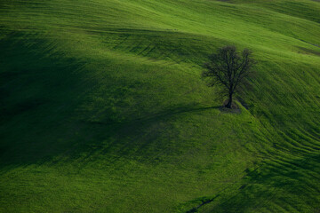 Fototapeta premium Solitary deciduous tree on rolling green hills in Tuscany, Italy, during spring with dramatic afternoon shadows. Ideal for wellness and mindfulness content, travel editorial, and fine art prints.