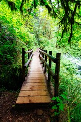 Fototapeta premium Beautiful scenery of an amazing wild forest with breathtaking greenery