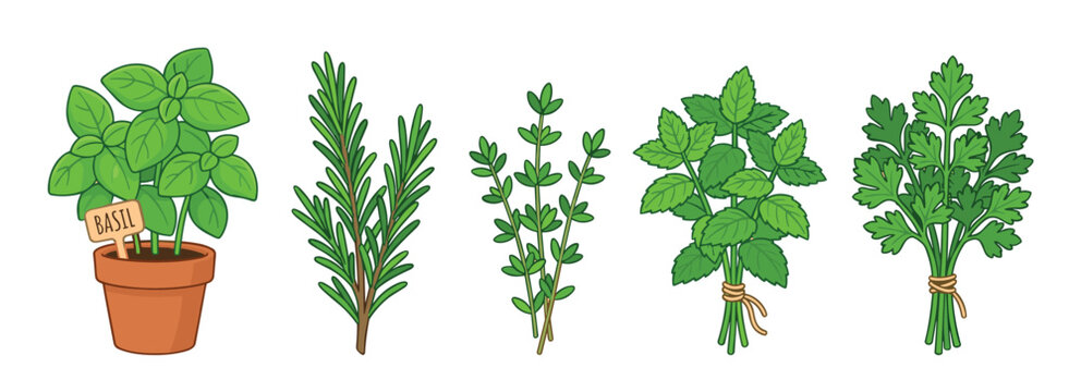 Vibrant collection of fresh culinary herbs is beautifully illustrated, featuring basil in a pot, rosemary, thyme, mint, and parsley.