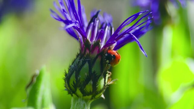 Red ladybird on purple cornflower UK garden MACRO PRORES