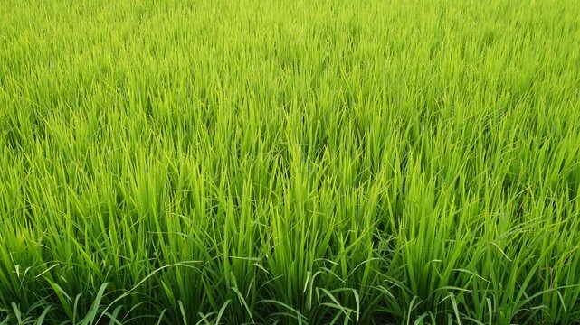 Dense Green Rice Plants in Field