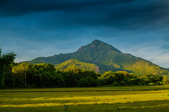 arunachala hill ,Beautiful scenic view of lush green hills and agricultural field during golden hour evening light in Tiruvannamalai,Tamil Nadu, India with dramatic cloudy sky.