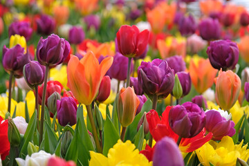 Obraz premium Orange tulipa, tulip ‘Orange Emperor’ , red tulip ‘Escape’ and purple tulip ‘negrita’ in flower.