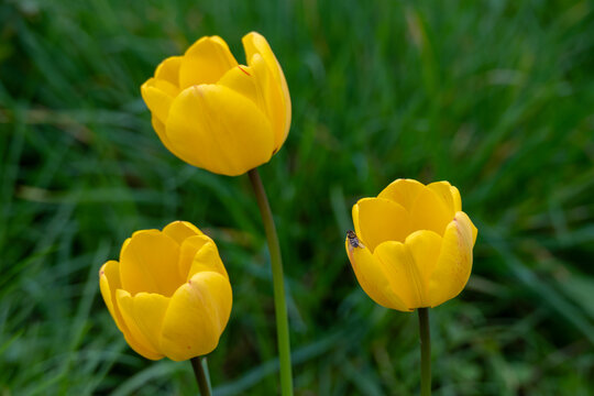 close up of beautiful bright yellow spring tulips flowers