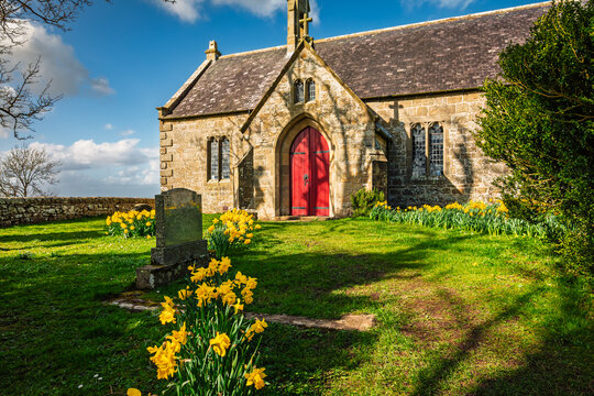 Daffodils lead to St Oswald's Church, Heavenfield,  a historic hilltop chapel in Northumberland, situated along Hadrian's Wall Path, at the spot where King Oswald is said to have raised a wooden cross
