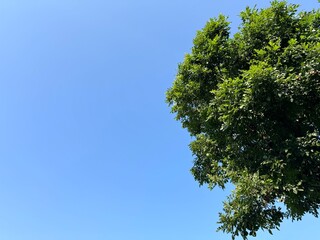 Fototapeta premium A bright blue sky background in a tropical landscape with lush green trees on the right.