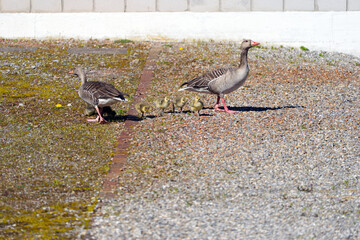 Fototapeta premium Gray goose family with chicks outdoors at Swiss Villages of Wangen and Lachen on a sunny spring day. Photo taken April 7th, 2026, Wangen-Lachen, Canton of Schwyz, Switzerland.