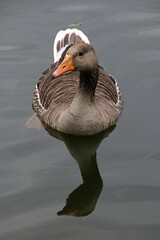 Graugans (Anser anser) © Martina Berg