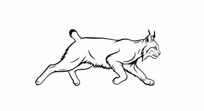 Line drawing of a bobcat with tufted ears, prowling on white background