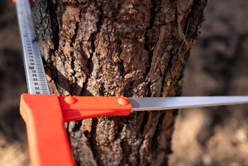 Close Up of Dendrometer Measuring Tree Circumference The Concept of Scientific Fieldwork © VicVaz