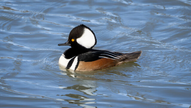 Hooded Merganser