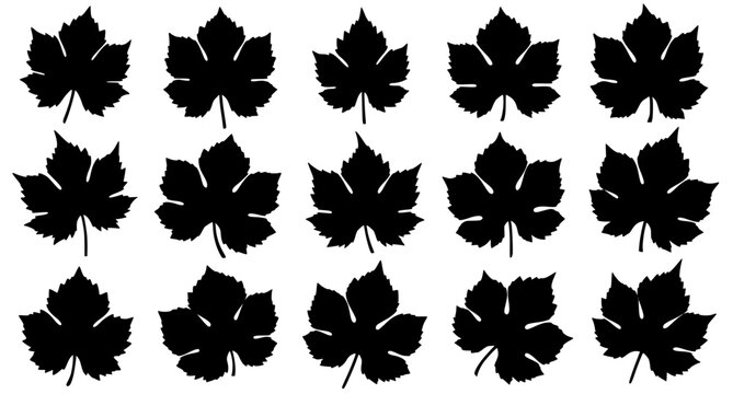 Set of Grape Leaf Silhouettes Collection Botanical Vine Leaves Vector Pack