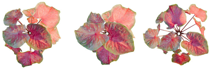 Fototapeta premium Caladium red Flash tree plan, top view, cutout, transparent background, isolate, Beautiful vibrant red and green leaves close up macro nature background texture