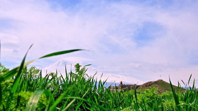 Green grass blades frame distant mountains and Khor Virap Monastery