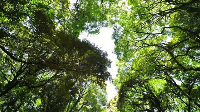 Trees in Meiji-jingu Park Tokyo showcasing serene greenery and peaceful natural environment