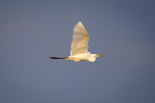 Great egret in flight, captured perpendicular to the camera lens against a soft grey-blue sky.