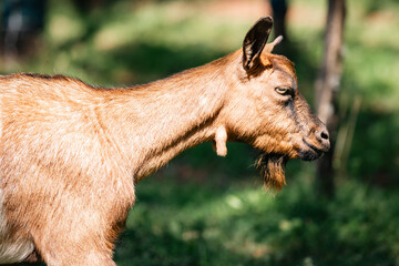 Obraz premium brown goat walking to right