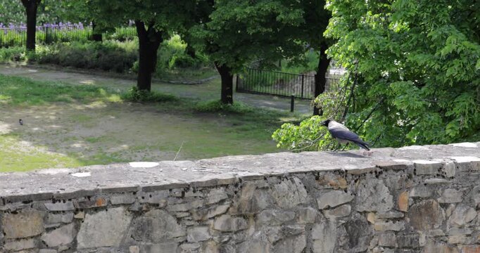 Hooded crow walks along a stone parapet in a city park, tracking camera follows behind as the bird pauses and steps forward with alert head turns while green trees soften into blur