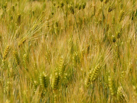 Hordeum vulgare or Barley field image.
