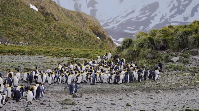 Large group of penguins during molting standing close together, preening and pulling feathers, showing seasonal change and natural grooming behavior in a dense wildlife colony setting.