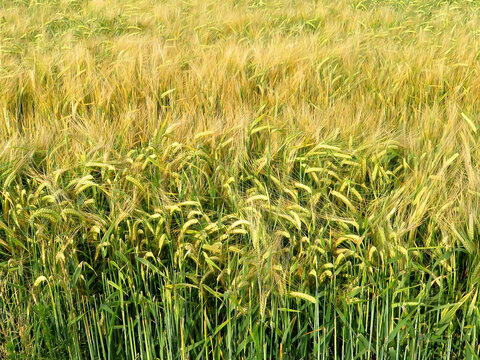 Hordeum vulgare or Barley field image.