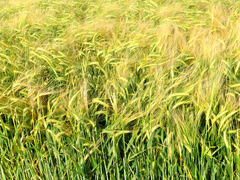 Hordeum vulgare or Barley field image.
