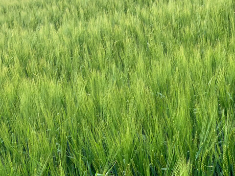 Hordeum vulgare or Barley field image.