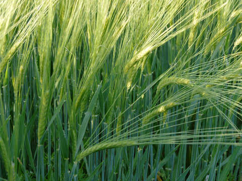 Hordeum vulgare or Barley field image.