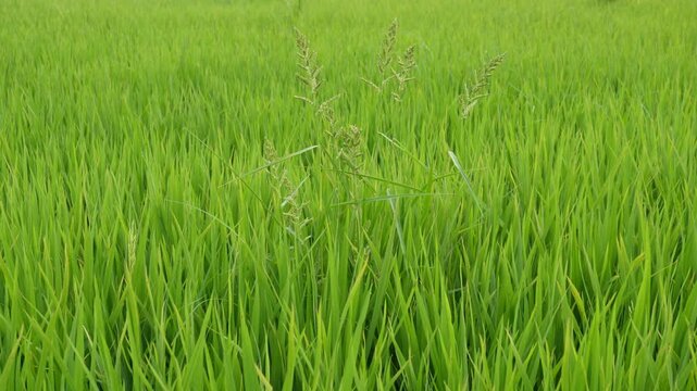 Close Up of Vibrant Green Rice Plants with Panicles