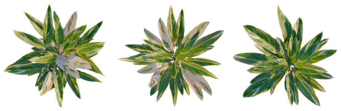 Calathea stromanthe Triostar tree plan, top view, cutout, transparent background, isolate, Elegant Ficus Audrey Plant in a Pot, Stylish Home Decor, Natural Indoor Greenery, Botanical
