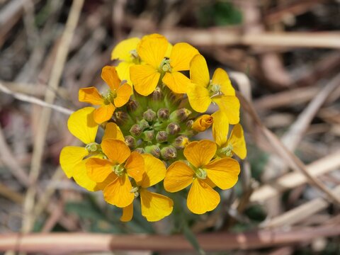 Western wallflower (Erysimum capitatum) yellow flowers and buds, spring wildflower close-up