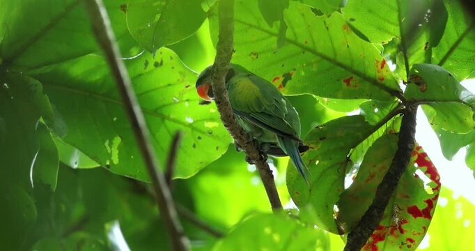Red-breasted parakeet Psittacula alexandri perches on a tree branch under dense green leaves in a tropical forest. Wild bird in natural habitat with sunlight filtering through canopy.