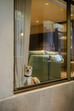 Dog look out window while relax at home on a cozy weekend. Pet portrait, animal companion, domestic life, canine friend, happy dog, quiet moment