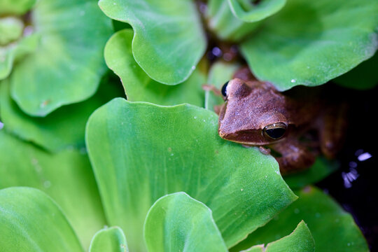 Brown Tree Frog Resting on Green Aquatic Leaves