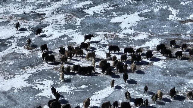 Yaks walking on frozen lake in Tibet, China