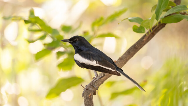 Male Oriental Magpie-Robin (Copsychus saularis) Perched on a Tree Branch
