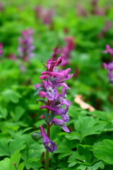 Obraz premium Wilde Blumen im Wald