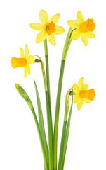 Obraz premium Bouquet of narcissus flowers with green leaves isolated on a white background. Group of spring yellow daffodils.