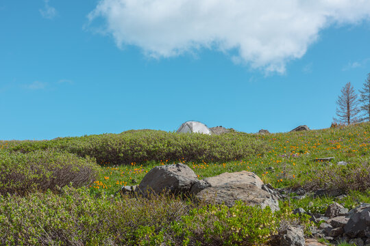 White tent on green grassland among vivid orange flowers and rocks in bright sun under clouds in blue sky. Alone tent on flowering hilly meadow among thickets and stones in cloudy changeable weather.