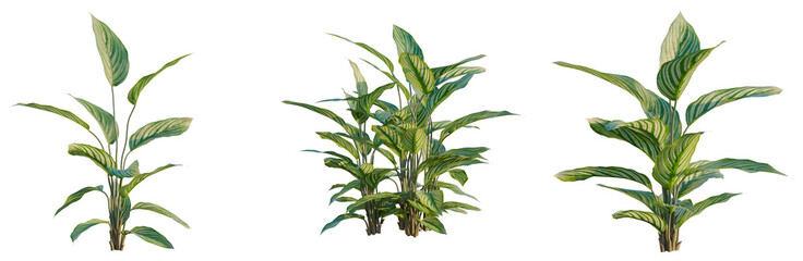 Calathea ornata tree, elevation, front view, cutout, transparent background, isolate, Detailed Close-Up of Lush Green Banana Plant Leaves with Intricate Veins and Texture © KP Stock