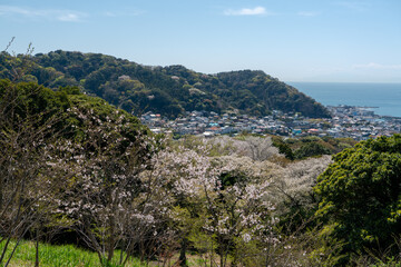 仙元山展望台から葉山町と桜の風景 © Oval Design