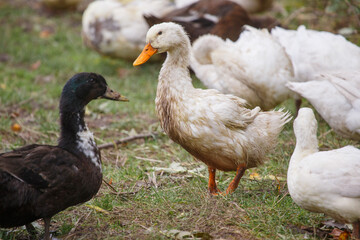 Fototapeta premium White duck walking on grass with other ducks